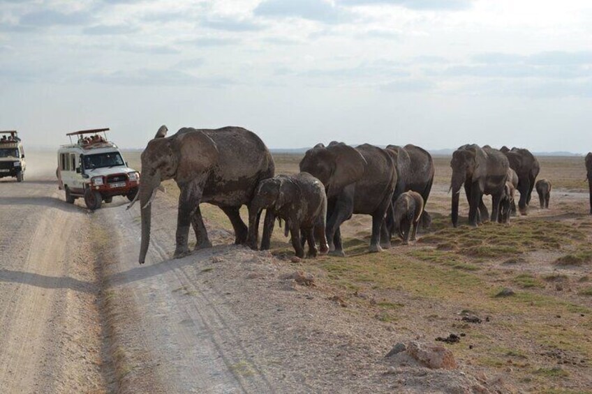 2 Days 1 Night Tour in Aberdares National Park Safari