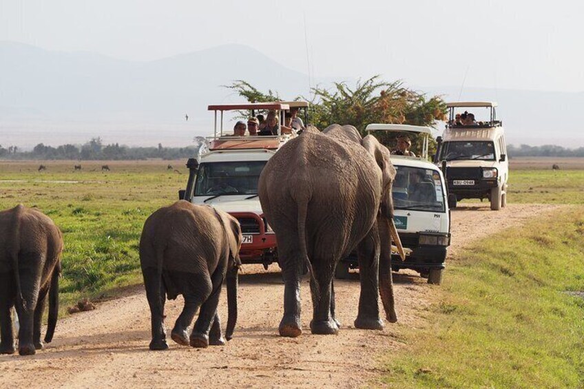 2 Days 1 Night Tour in Aberdares National Park Safari