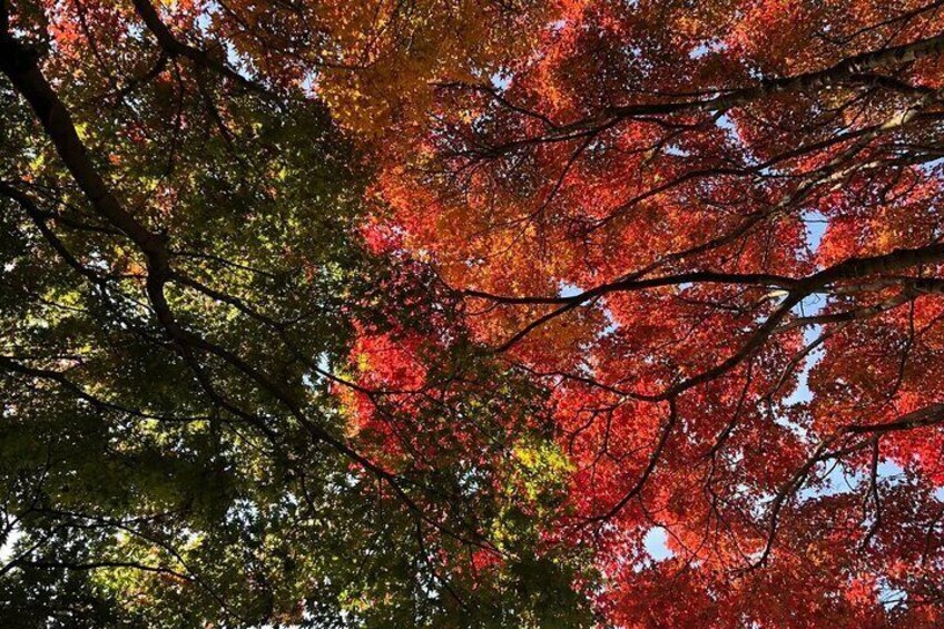 Beautiful autumn scenery of Ruyilun Temple