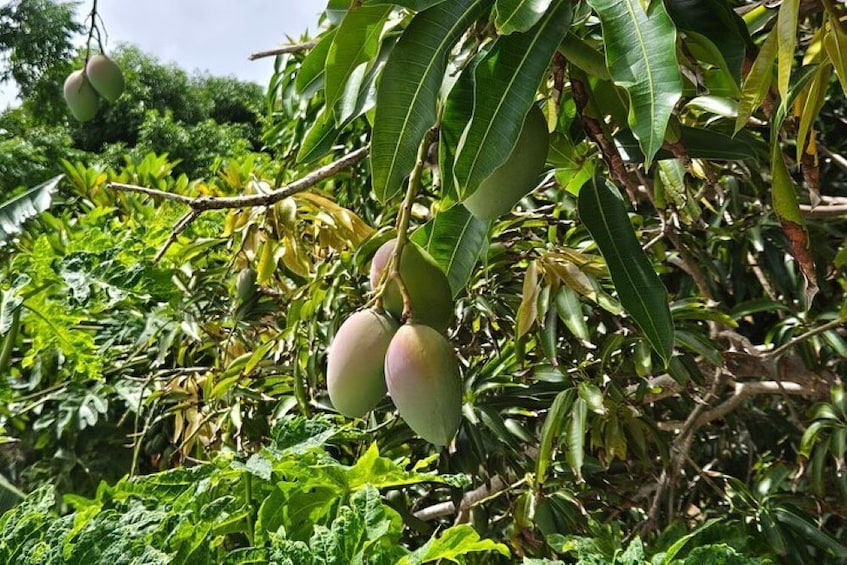 Guided Farm Tour with Local Treats and Beach Experience