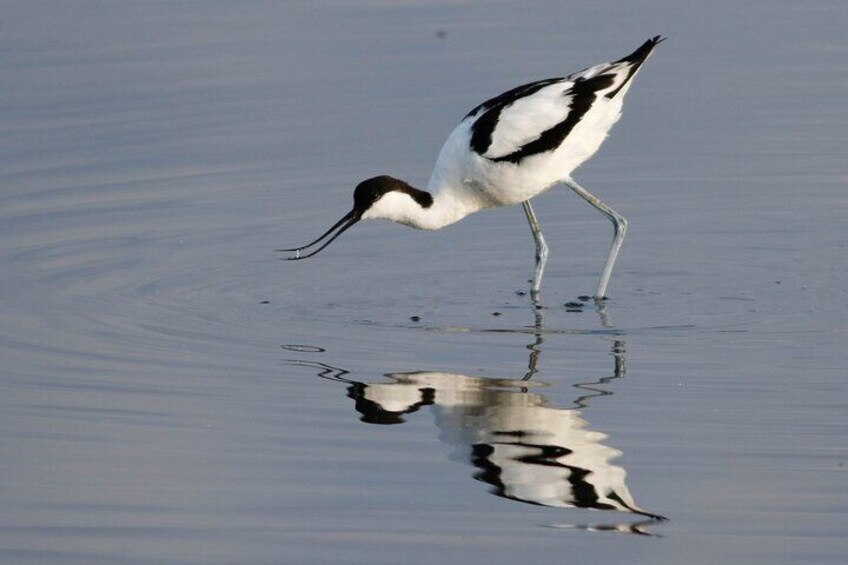 Lymington Wildlife Discovery Walk