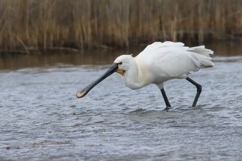 Lymington Wildlife Discovery Walk