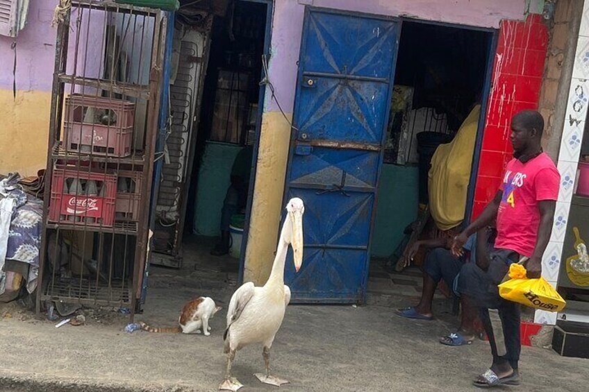 Domestic pelican 