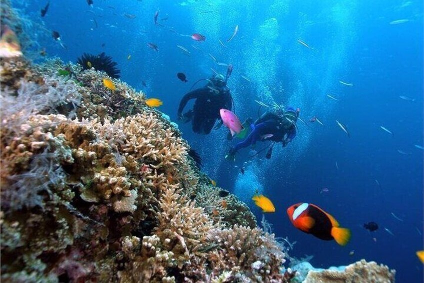 Coral Reef Snorkeling and Floating Bar Party from Nha Trang