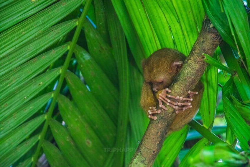 Bohol Countryside Tour - Philippine Tarsier