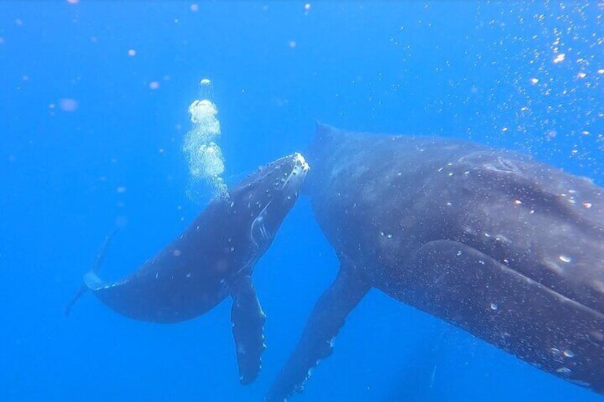 Private Whale Watch and Snorkel off Kaua'i