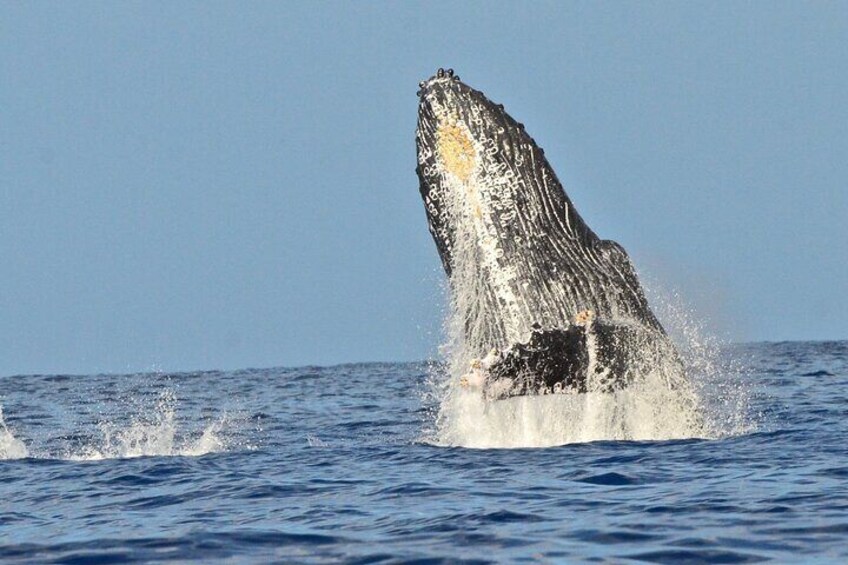 Private Whale Watch and Snorkel off Kaua'i