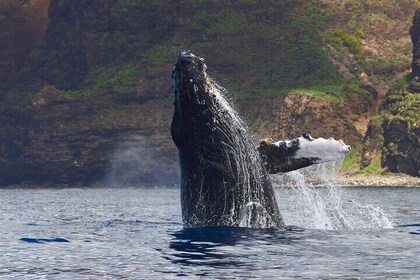 Private Whale Watch and Snorkel off Kaua'i