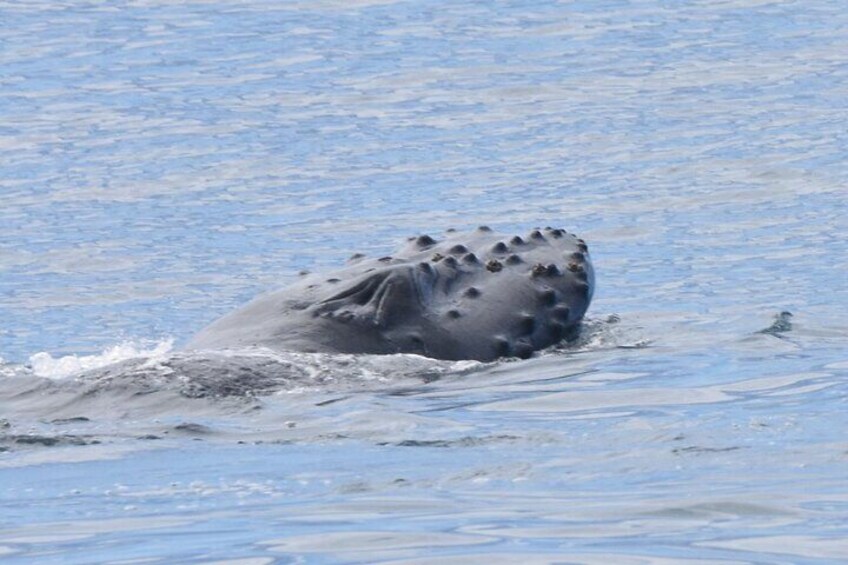 Private Whale Watch and Snorkel off Kaua'i