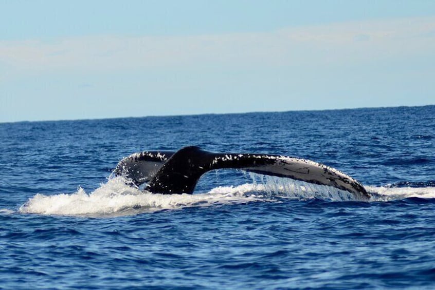 Private Whale Watch and Snorkel off Kaua'i