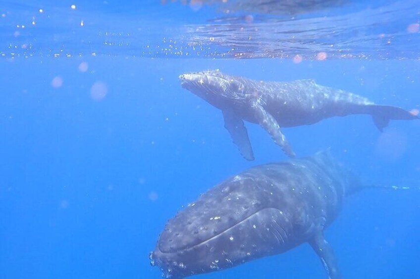 Private Whale Watch and Snorkel off Kaua'i