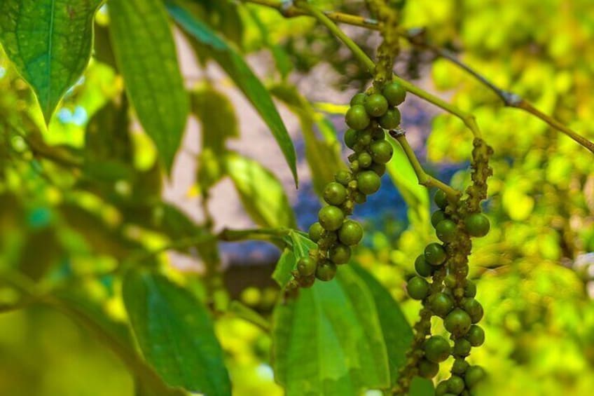 Phu Quoc Sightseeing Day Tour