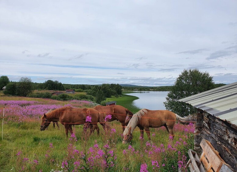 Picture 3 for Activity Levi: Horse Riding in the Finnish Forest
