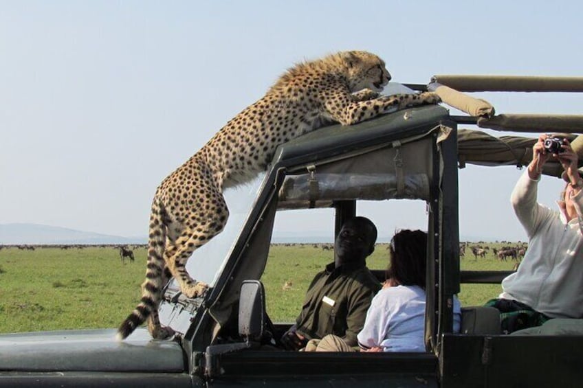 3 days Maasai Mara Camping Safari On 4X4 Land Cruiser Jeep