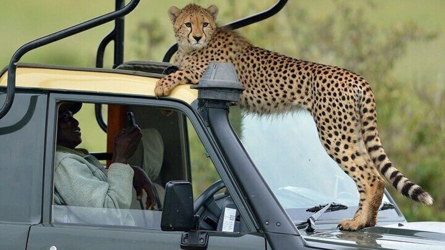 3 days Maasai Mara Camping Safari On 4X4 Land Cruiser Jeep