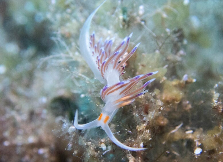Picture 2 for Activity Scuba diving in La Maddalena & Lavezzi Parks