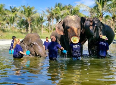 Bangkok: Elephant Sanctuary &Khao Kheow Open Zoo (Moodeng)