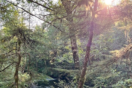 Beautiful Nature Walk On Ketchikan's Ward Creek Trail