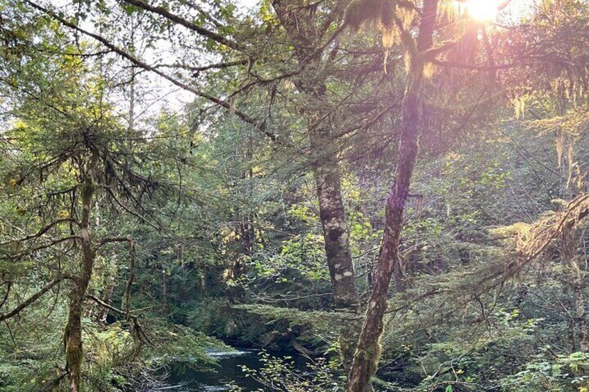 Beautiful Nature Walk On Ketchikan's Ward Creek Trail
