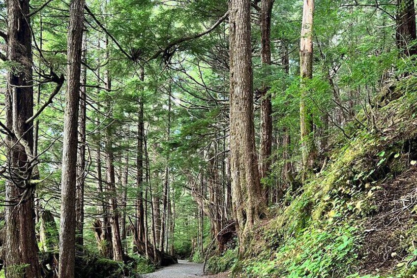 Beautiful Nature Walk On Ketchikan's Ward Creek Trail