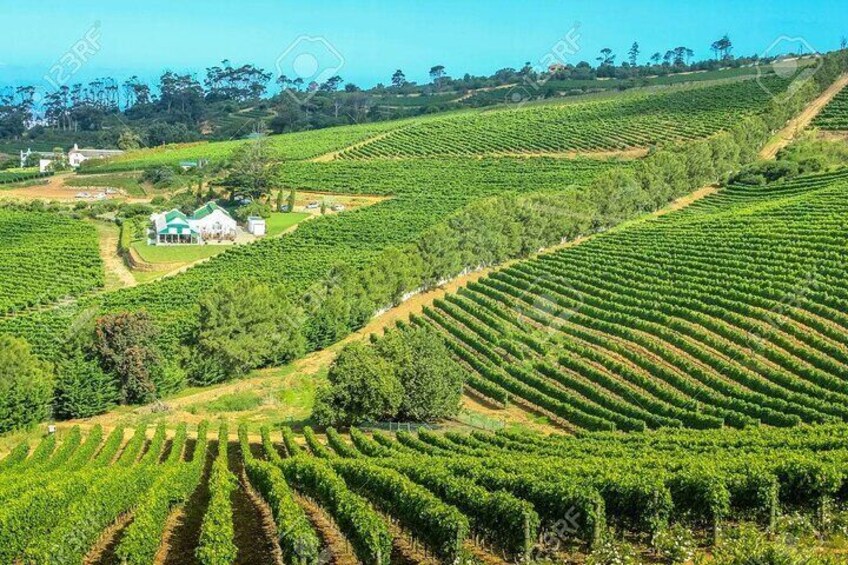 Cape Town Private Tour Robben Island and Constantia Wine Tasting
