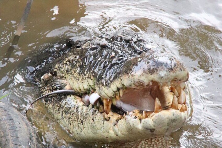 Feeding Crocodiles