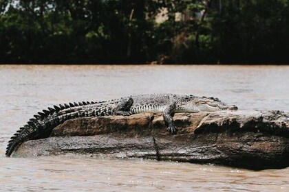 Nilwala River Crocodile Watching Adventure