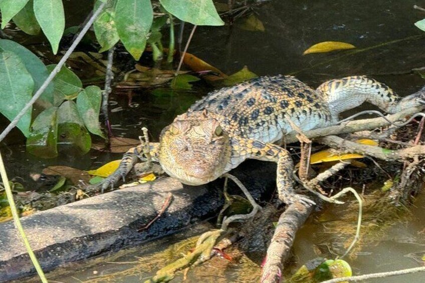 Nilwala River Crocodile Watching Adventure