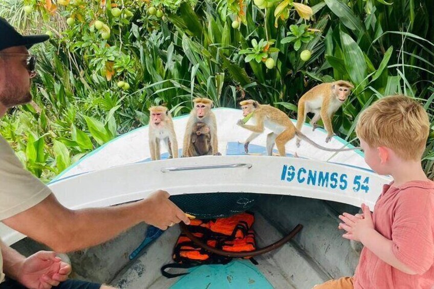 feeding to monkeys