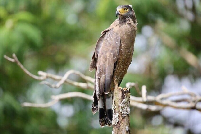 Sri Lankan Eagles