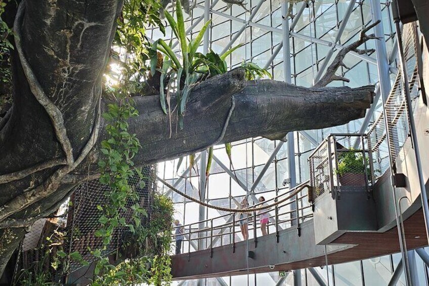 Experience the vibrant biodiversity of The Green Planet’s four unique rainforest levels.
