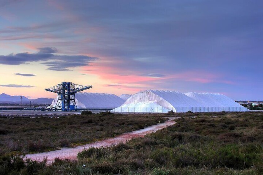 Salt Route Santa Pola Flamingo and More Bird Watching 