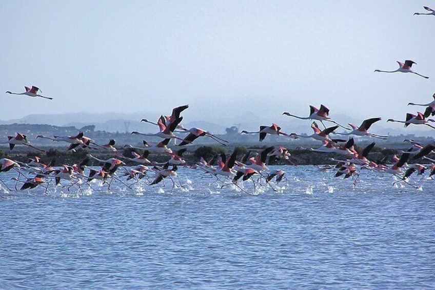 Flamingos flying