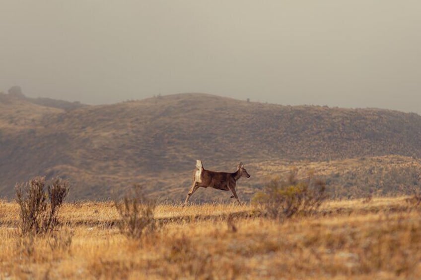 White-tailed deer