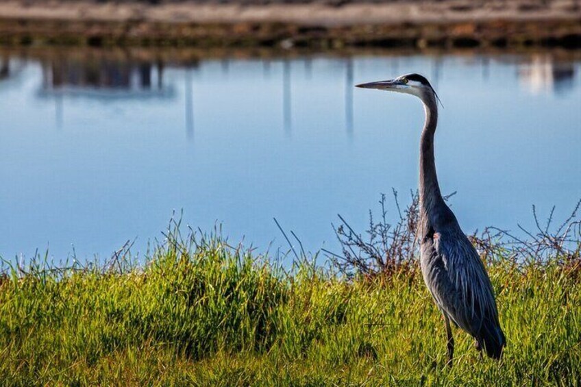 Wildlife at Bolsa Chica Wetlands