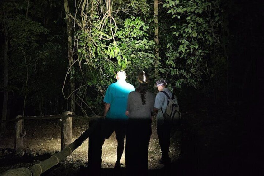 Night Hike Tour: Critters of the Night