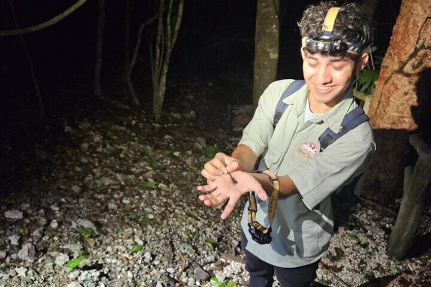 Night Hike Tour: Critters of the Night