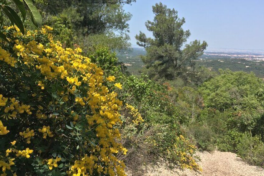 Private Hiking Adventure at Arrábida Mountain