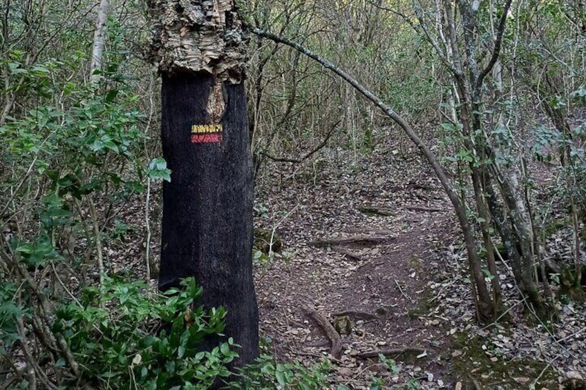 Private Hiking Adventure at Arrábida Mountain