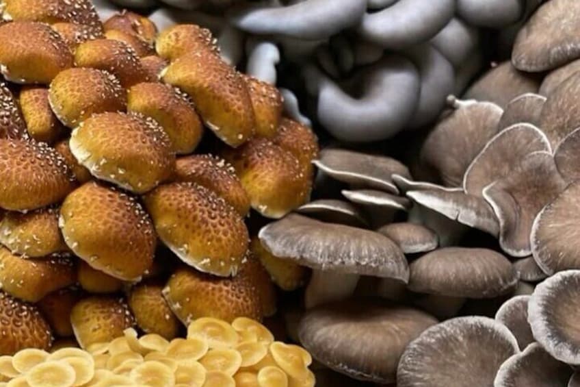 Indoor Mushroom Farm Tour