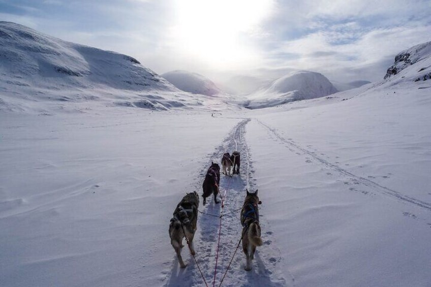 Fun & Easy Dog Sledding Adventure - Early Bird 08:10