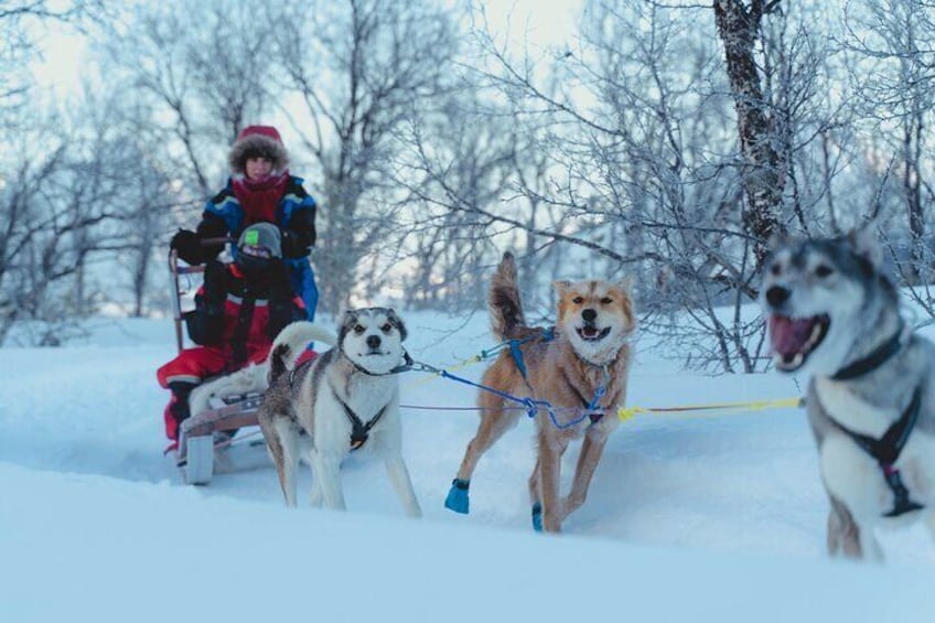Fun & Easy Dog Sledding Adventure - 08:15 Tour