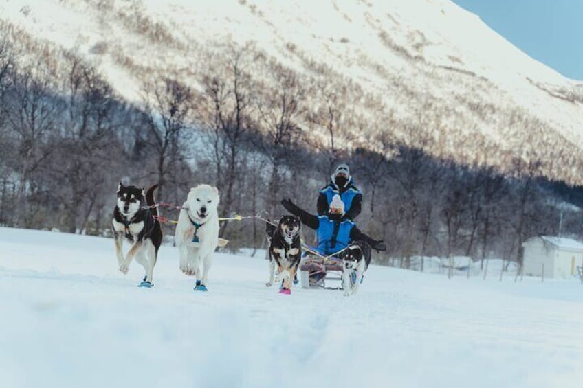 Fun & Easy Dog Sledding Adventure - 08:15 Tour
