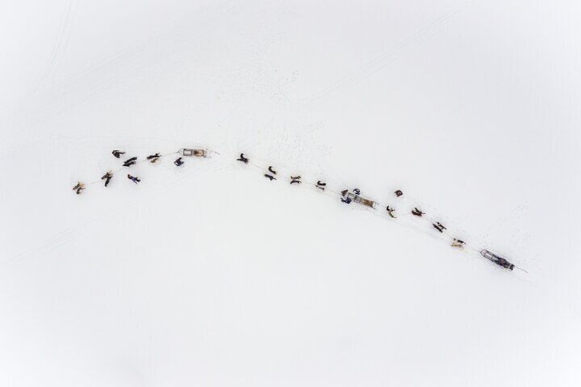 Daytime Dogsledding Experience in Breivikedet