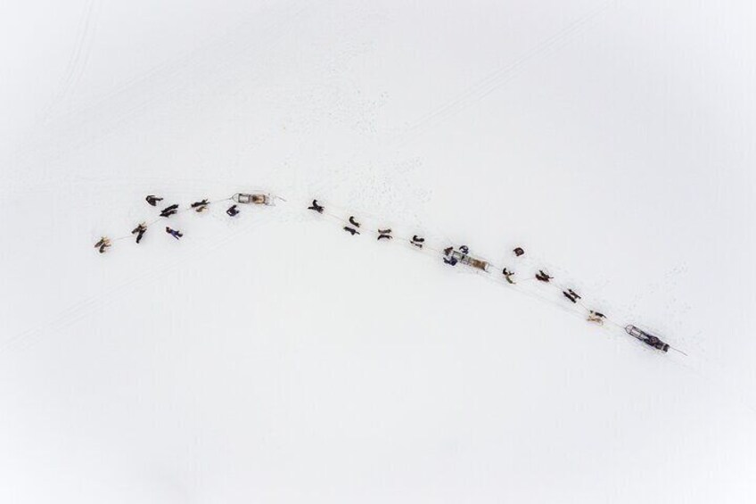 Daytime Dogsledding Experience in Breivikedet