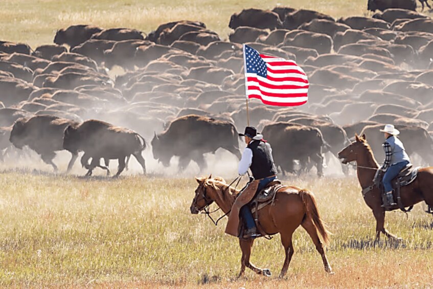 From Rapid City: Custer State Park Buffalo Roundup Tour