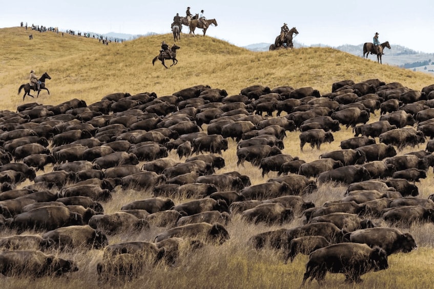 Picture 2 for Activity From Rapid City: Custer State Park Buffalo Roundup Tour