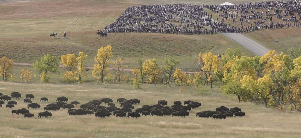 Picture 5 for Activity From Rapid City: Custer State Park Buffalo Roundup Tour