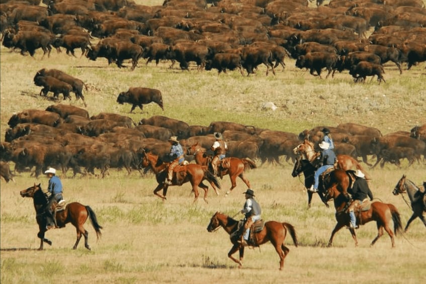 Picture 1 for Activity From Rapid City: Custer State Park Buffalo Roundup Tour