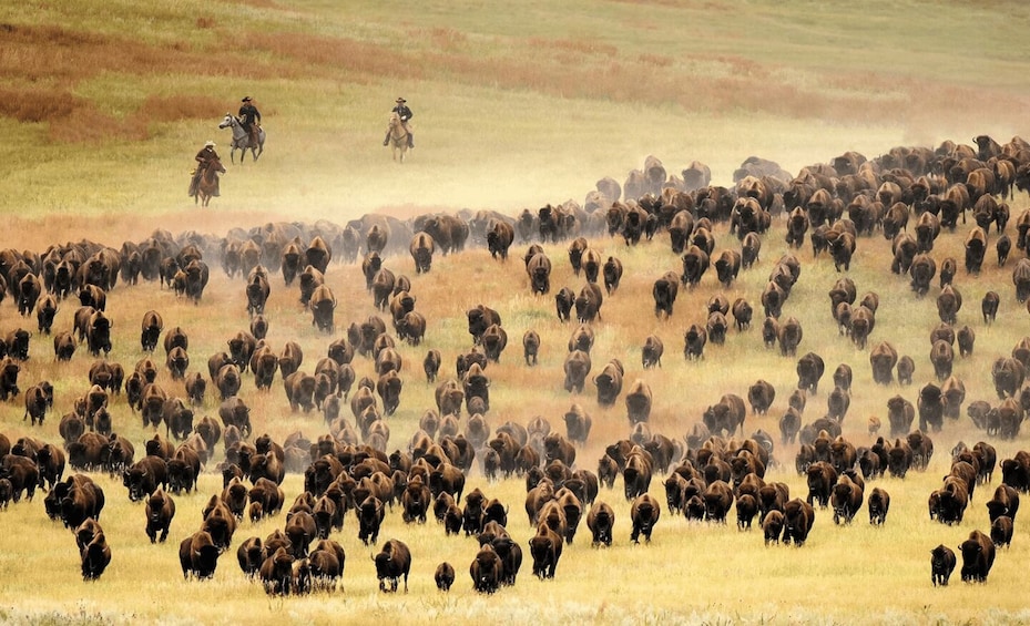 Picture 6 for Activity From Rapid City: Custer State Park Buffalo Roundup Tour